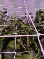 Filet élastique en latex avec crochets, culture d'intérieur, extensible – Image 4