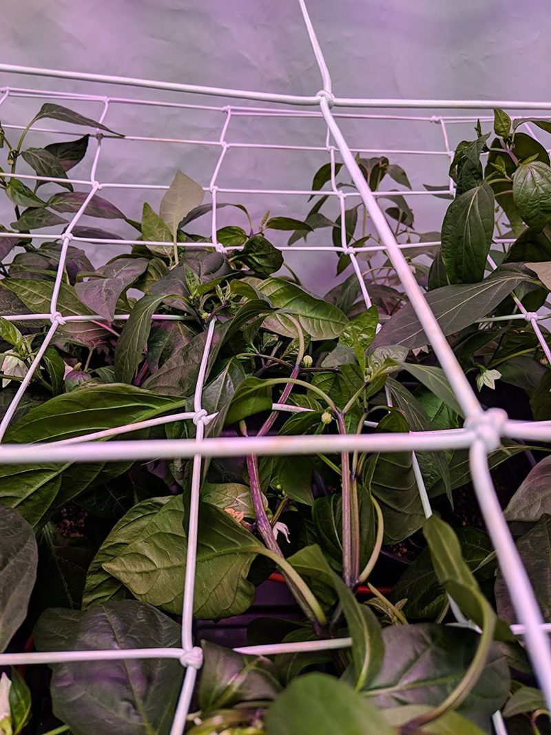 Filet élastique en latex avec crochets, culture d'intérieur, extensible – Image 4