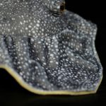 Peluche Manta raie réaliste, animaux de mer, 50 cm – Image 6