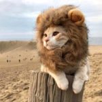 Perruque pour animal de compagnie avec oreilles, déguisement amusant – Image 2