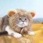 Perruque pour animal de compagnie avec oreilles, déguisement amusant