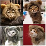Perruque pour animal de compagnie avec oreilles, déguisement amusant – Image 3