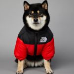 Veste coupe-vent pour petit et grand chien, vêtement d'hiver – Image 3