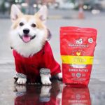 Manteau imperméable pour chien, manteau de pluie – Image 3