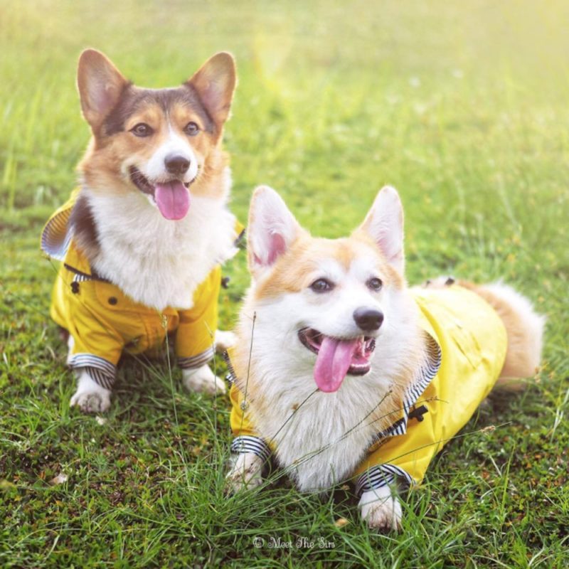 Manteau imperméable pour chien, manteau de pluie – Image 5