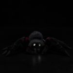 Peluche araignée tarentule réaliste, 21 cm – Image 4