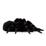 Peluche araignée tarentule réaliste, 21 cm – Image 2