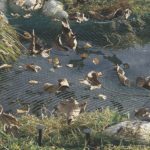 Filet pour bassin avec 8 piquets, maille de protection, 4 tailles disponibles – Image 4