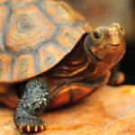 Figurine animale de tortue en résine, décoration de jardin – Image 5