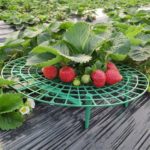Support de plantes, cadre à fraises, de plantes grimpantes, 5 à 20 pièces – Image 2