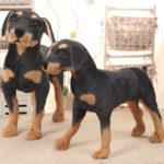 Peluche de chien Rottweiler réaliste, doux et mignon, de 25 à 70 cm – Image 4