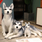 Peluche de chien Husky réaliste, doux et mignon, de 30 à 90 cm – Image 4