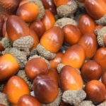 Lot de 20 glands artificiels, fruit du chêne réaliste, pour décoration – Image 5